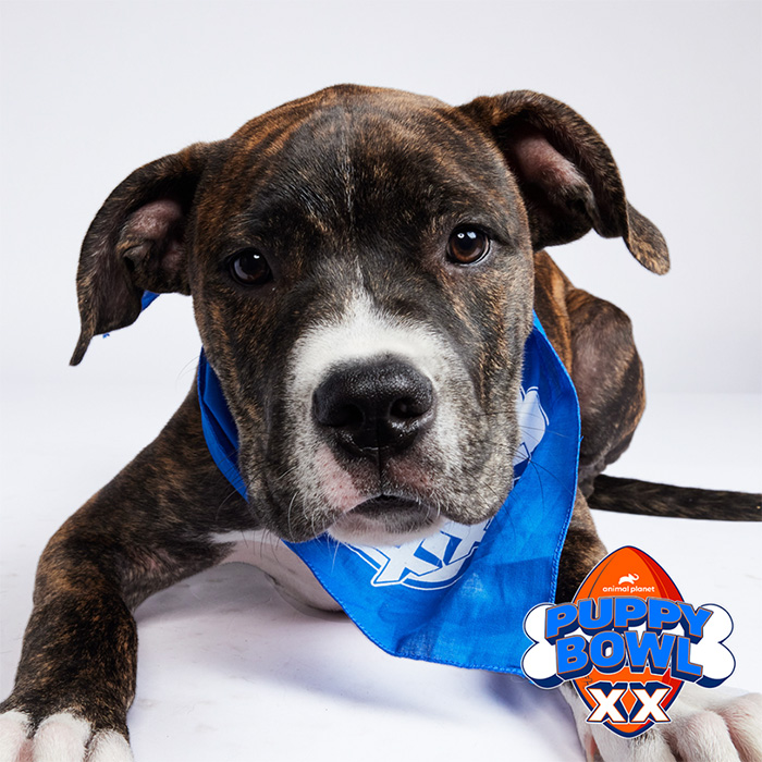 a small brown and white Pit Bull mix