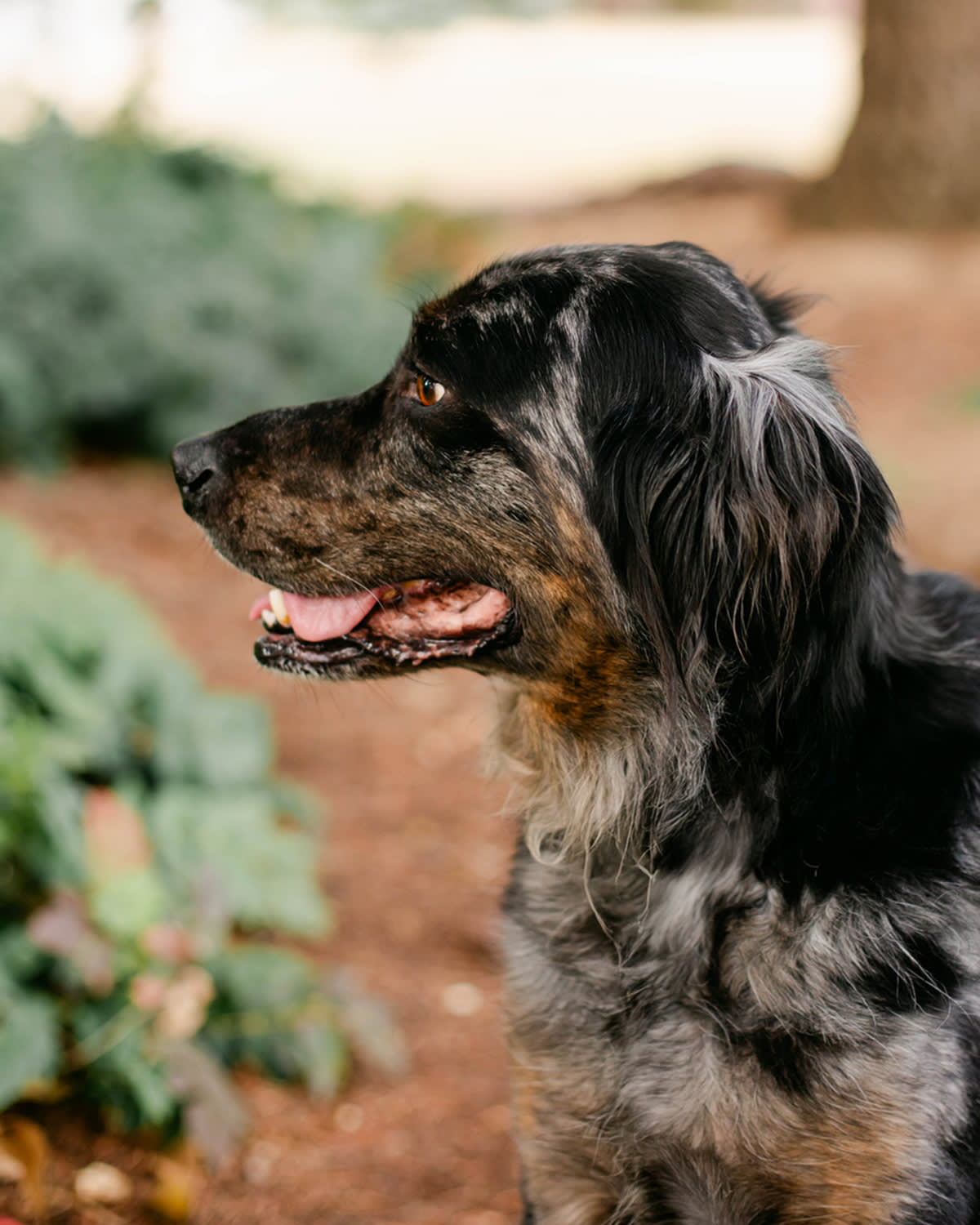 side on image of a dog showing their tongue and gums