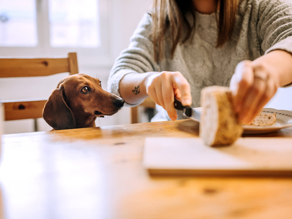 A woman cutting a slice of bread from a loaf in a cutting board in front of her Dachshund dog 