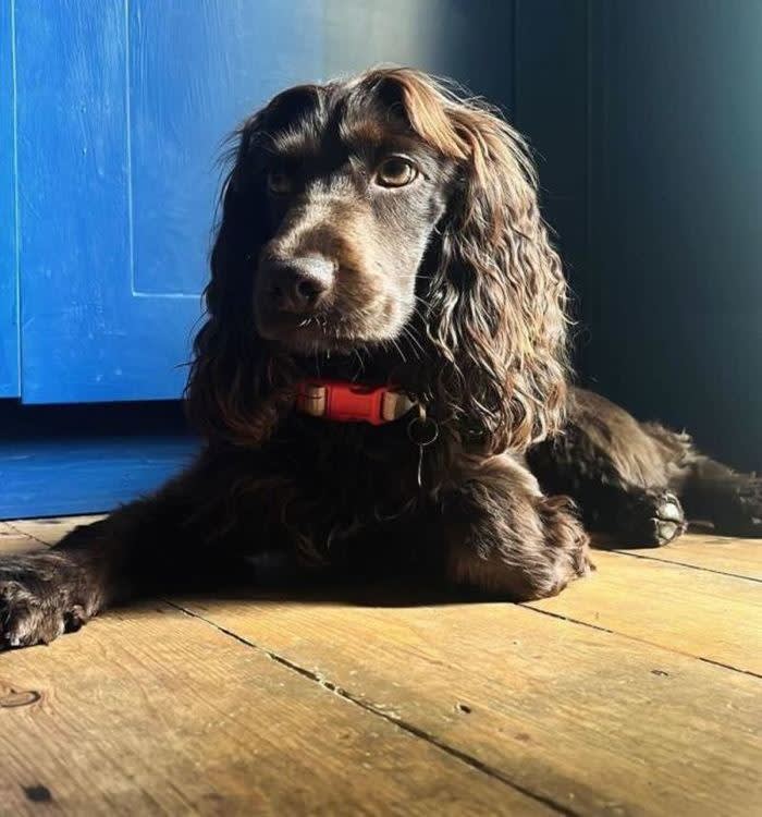 A brown Cocker Spaniel sitting on a wooden floor