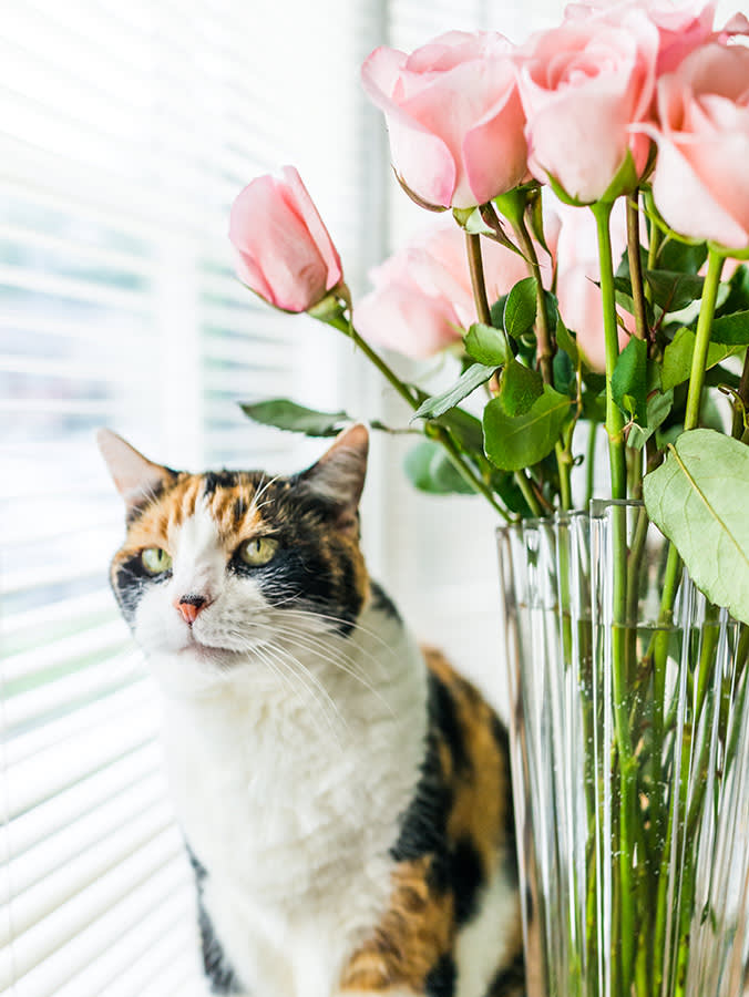 Closeup portrait of calico cat sitting on home kitchen room table by pink rose flowers in vase, windows with blinds.