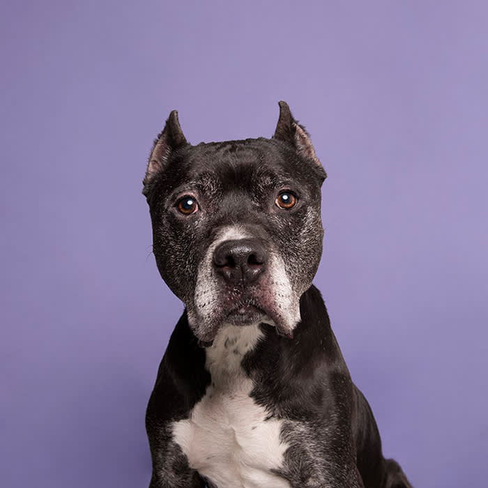 a black and white dog with cropped ears