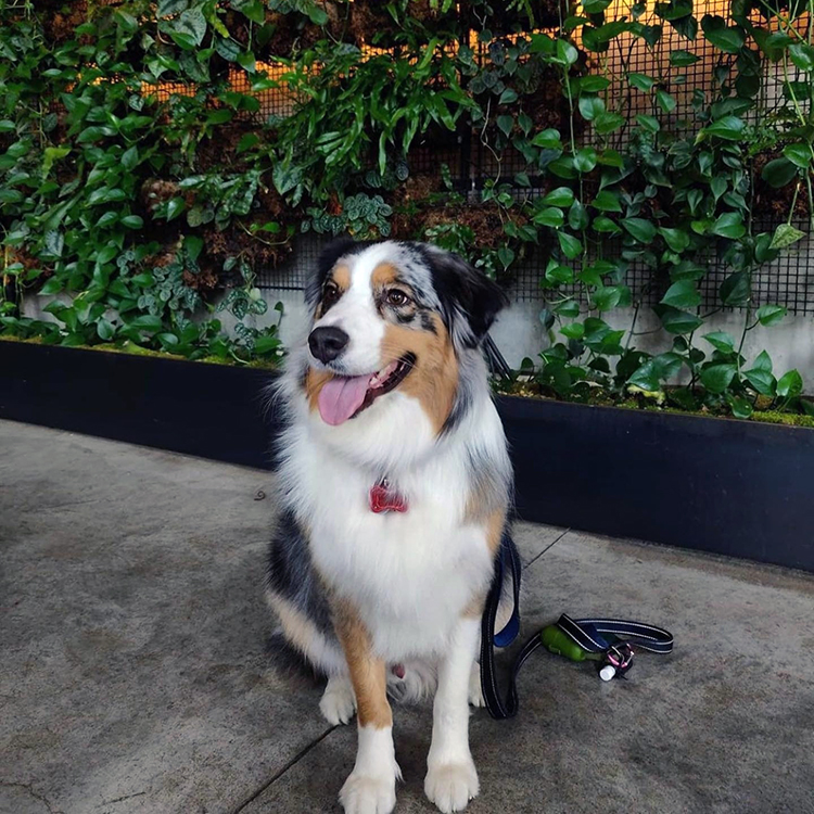 dog at 1 Hotel Brooklyn Bridge
