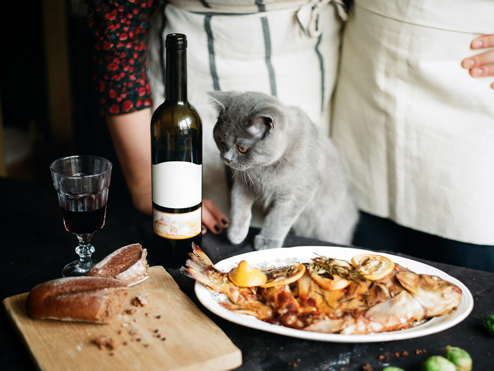 A grey cat looking at a dish of fish