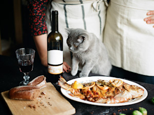 A grey cat looking at a dish of fish