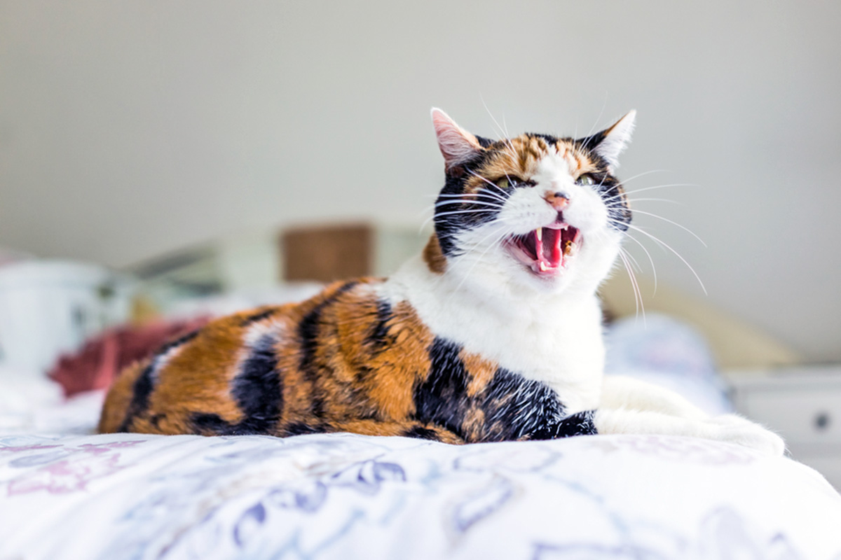 Calico cat hissing
