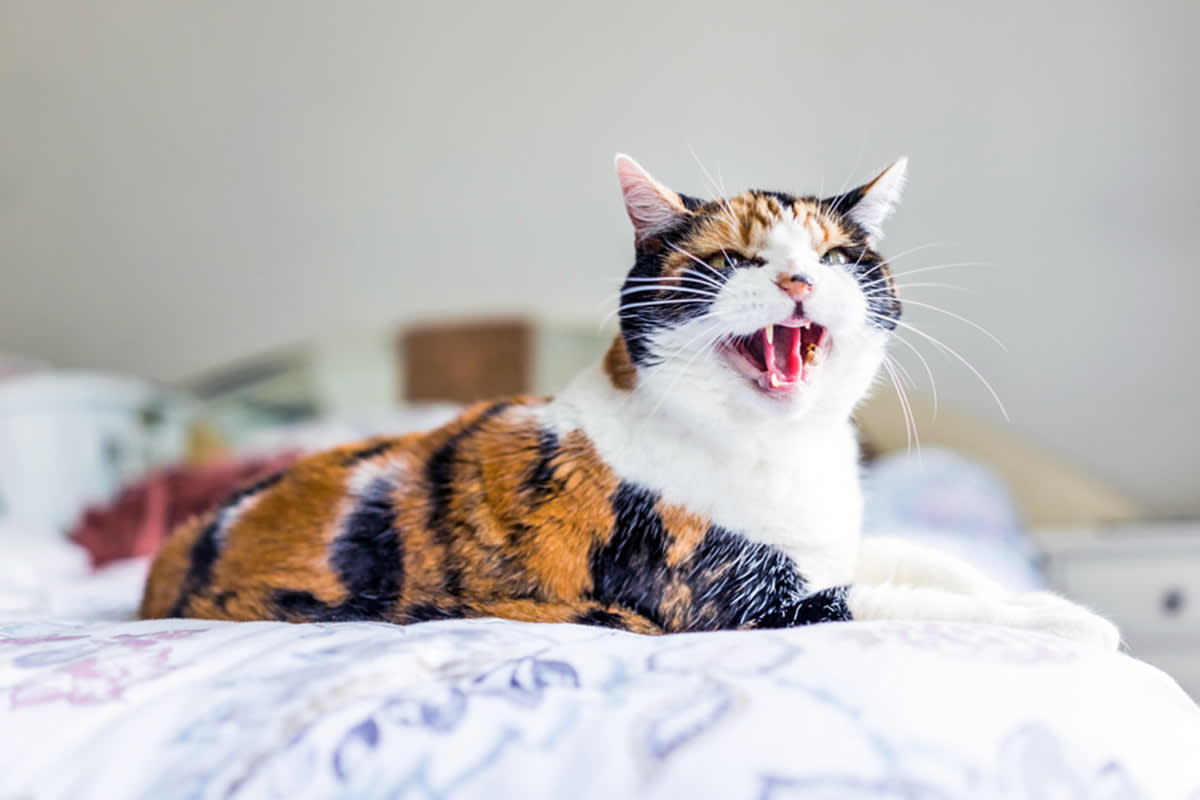 Calico cat hissing