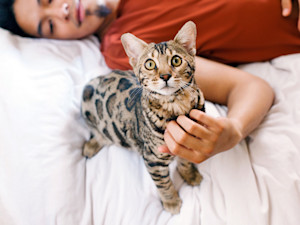 A bengal cat looking at the camera