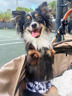 The 2024 PEOPLE's World's Cutest Rescue Dog Contest Presented by the PEDIGREE® brand has found its 10 finalists.