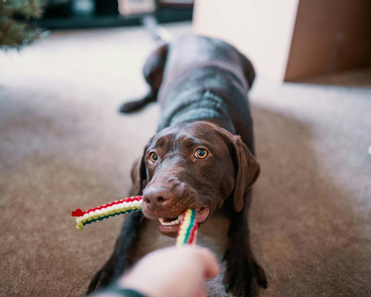 a picture of a brown Labrador pulling on a rope toy held by the person taking the picture. Their hand is just visible.