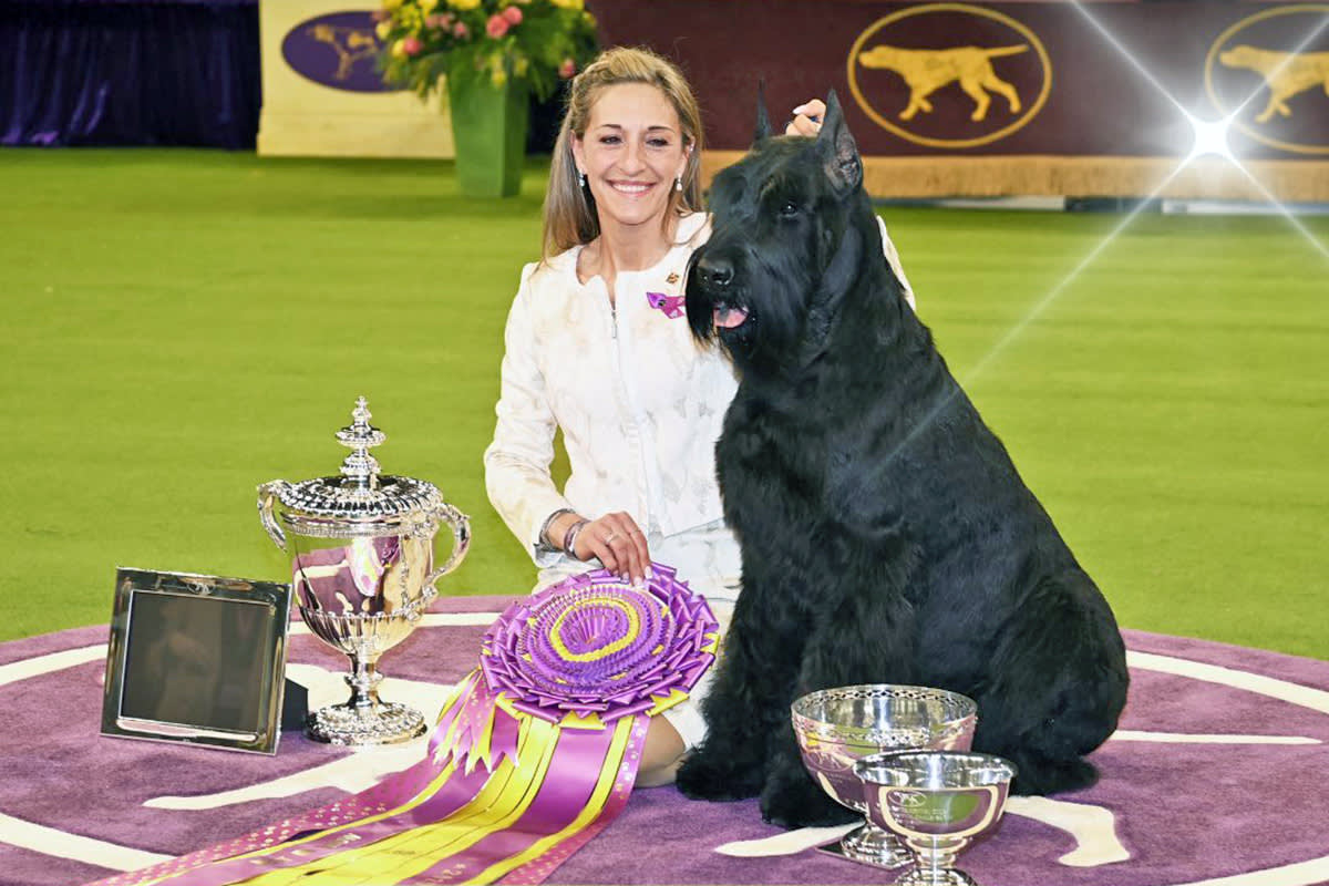 Giant Schnauzer Monty at Westminster dog show
