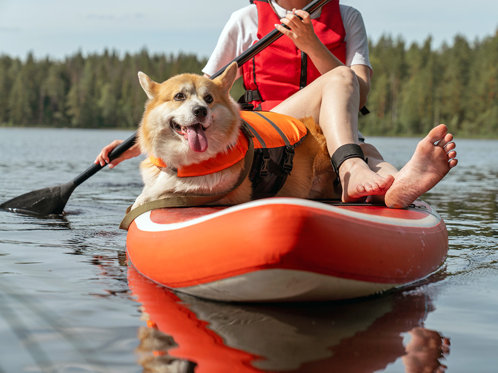 Corgi dog with life jacket on while in the lake.