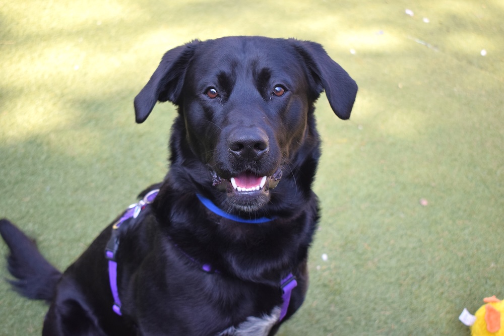 a picture of a black lab looking at the camera