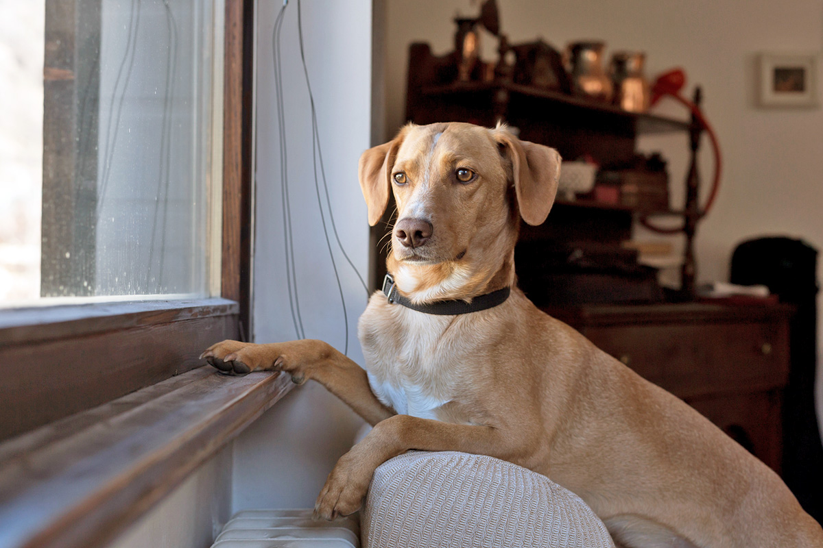 dog looking out window