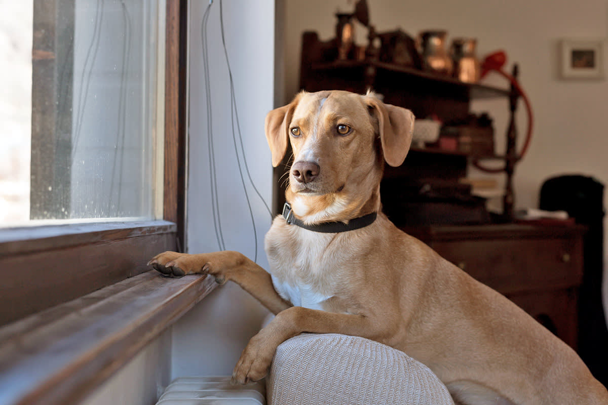 dog looking out window
