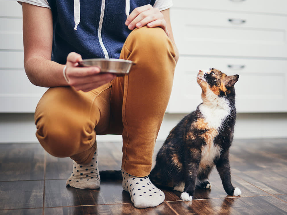 Domestic life with pet. Man holding bowl with feeding for his hungry cat.
