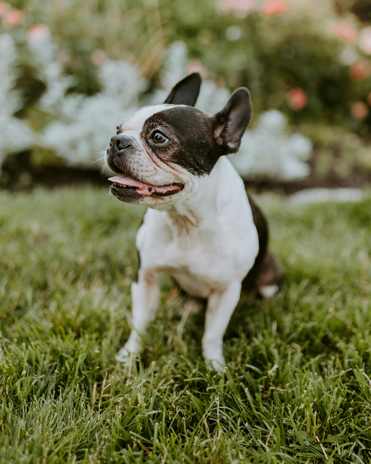 French bulldog on a lawn