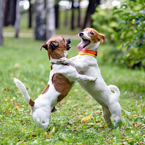 Two dogs playing together outside.