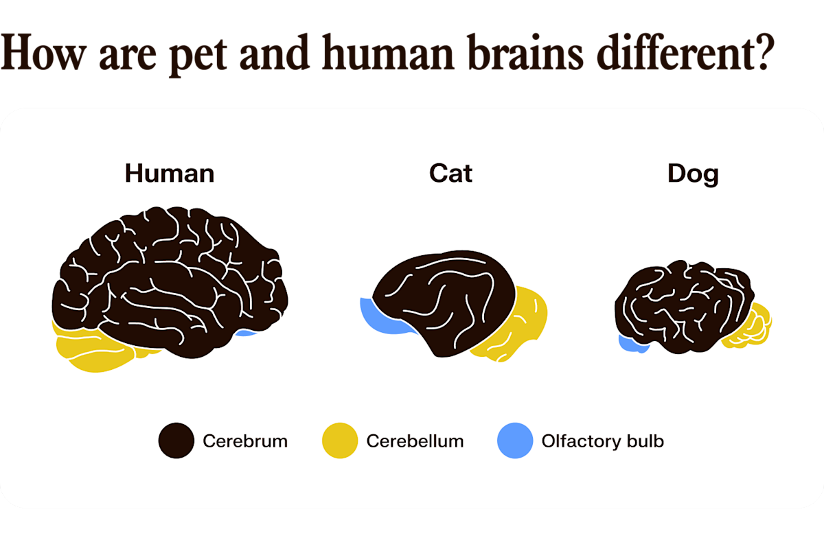 human vs. cat vs. dog brain