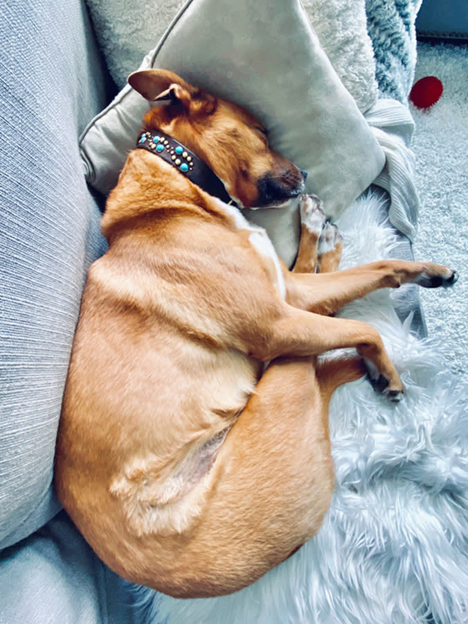 picture of a dog sleeping in a shrimp position