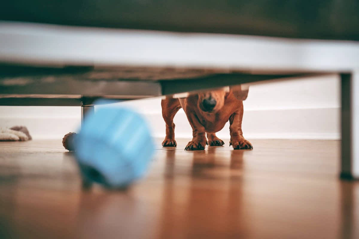 a Dachshund stares at a blue ball stuck under the couch