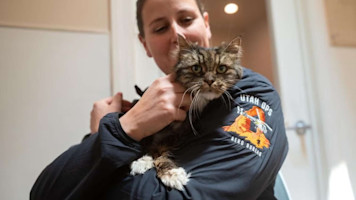 pilot adopts mira cat