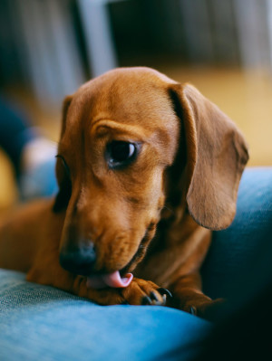 4 months old smooth brown dachshund puppy resting with its owner, licking his paw.
