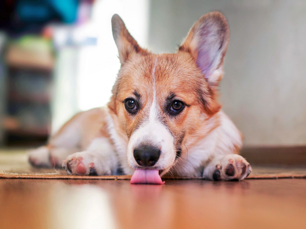 Why Does My Dog Lick the Floor? · The Wildest