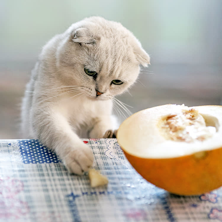 Cat playing with a piece of melon on a table at home.