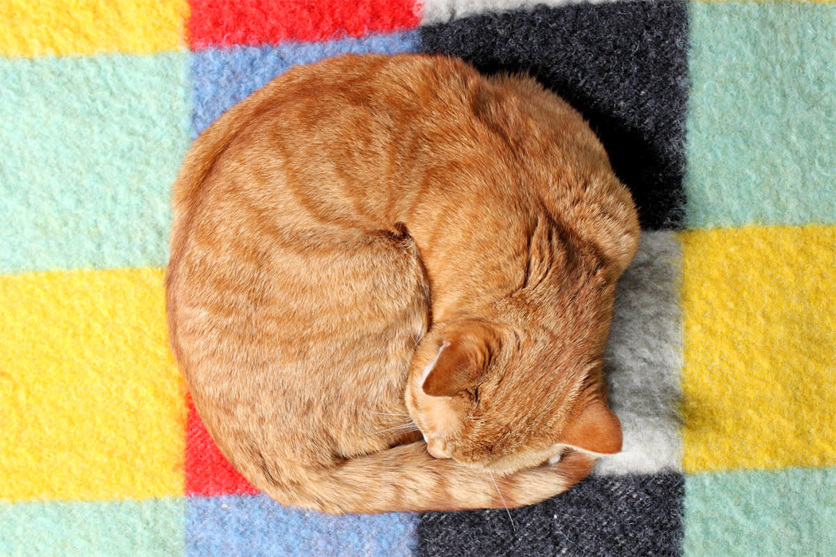 Cat crawled up in croissant