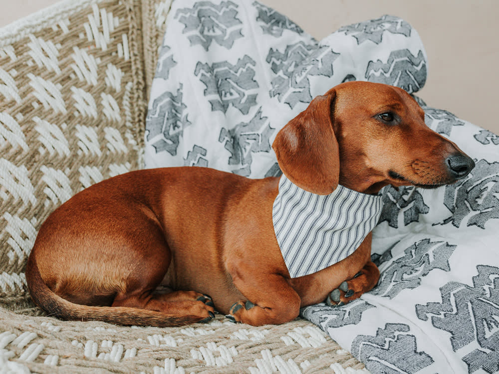 Brown Dachshund dog wearing a gray and white striped handkerchief and laying on blankets
