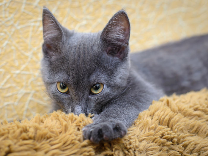 grey kitten kneading blanket