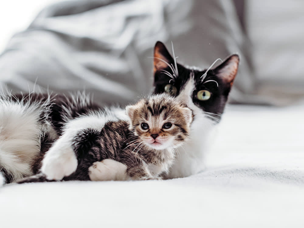 Kitten playing with cat at home.