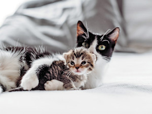Kitten playing with cat at home.
