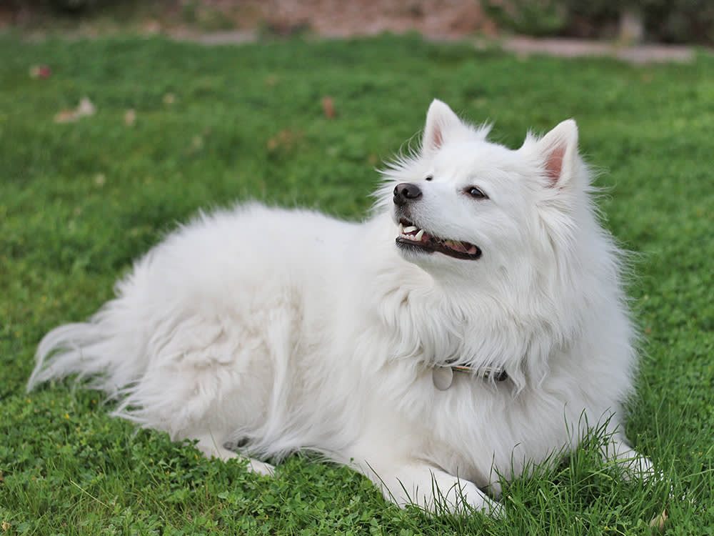 A long-haired white dog sits on green grass and looks up.