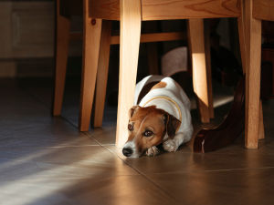 A dog laying under a kitchen table looking sad or tired. 
