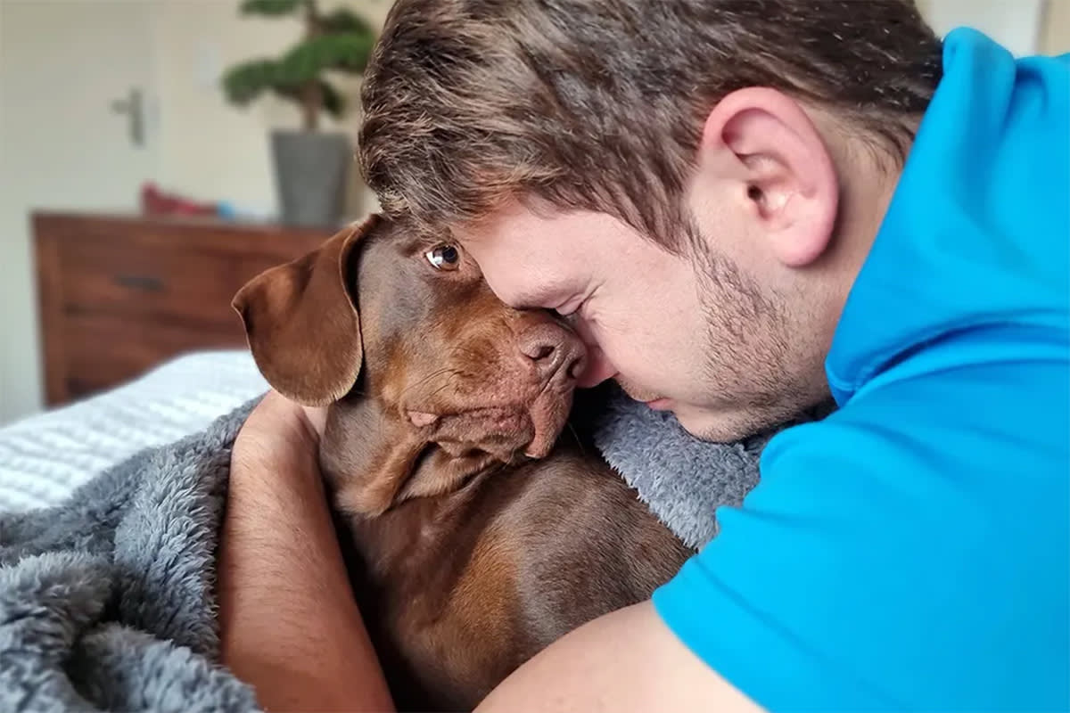 Dog looking at person