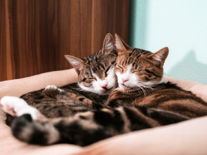 Two tabby cats in embrace lying in cushion.
