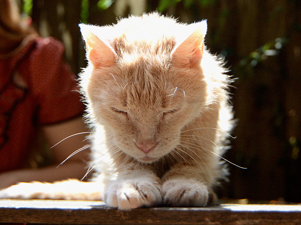 Laura Helms' cat close to the camera