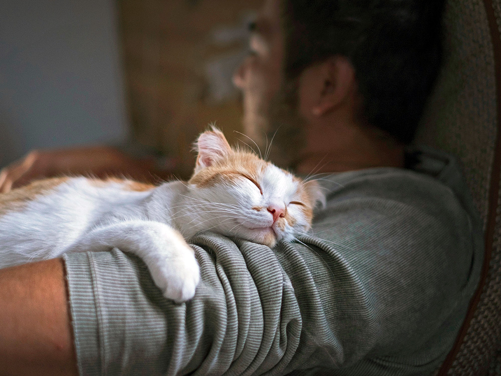 Cat sleeping on man's arm at home.