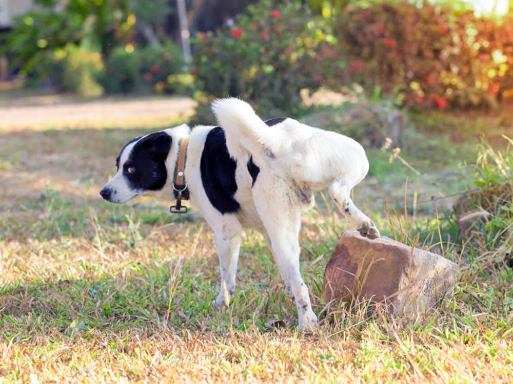 Dog peeing outside on a tree.