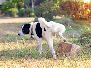 Dog peeing outside on a tree.