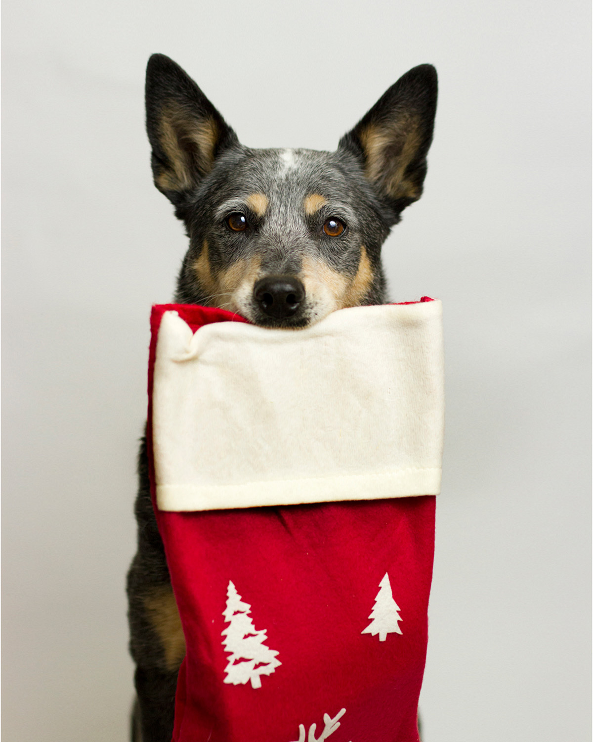 Dog holding a christmas stocking in their mouth