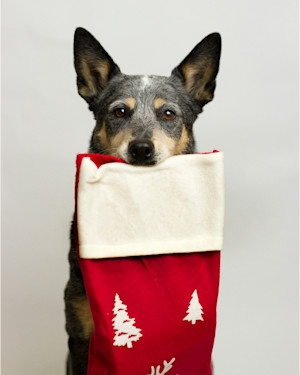 Dog holding a christmas stocking in their mouth