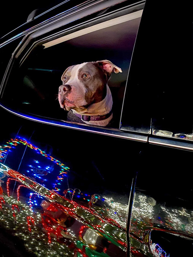 Cute Pit Bull dog looking outside of car window, at Christmas lights.