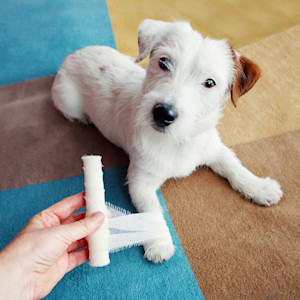 Jack russell terrier looking at camera with a bandage on paw