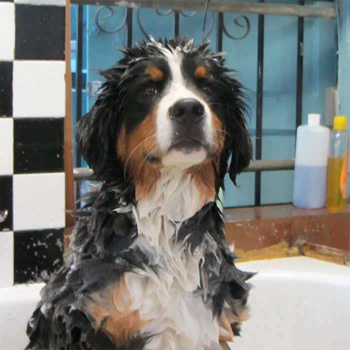 a wet dog being groomed at Little Ark