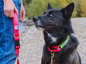 Dog wearing a collar and leash by the company Dog + Bone