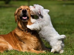 Sealyham Terrier and golden retriever playing in the grass
