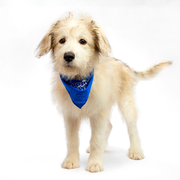 Whoopie Super Bowl 2025